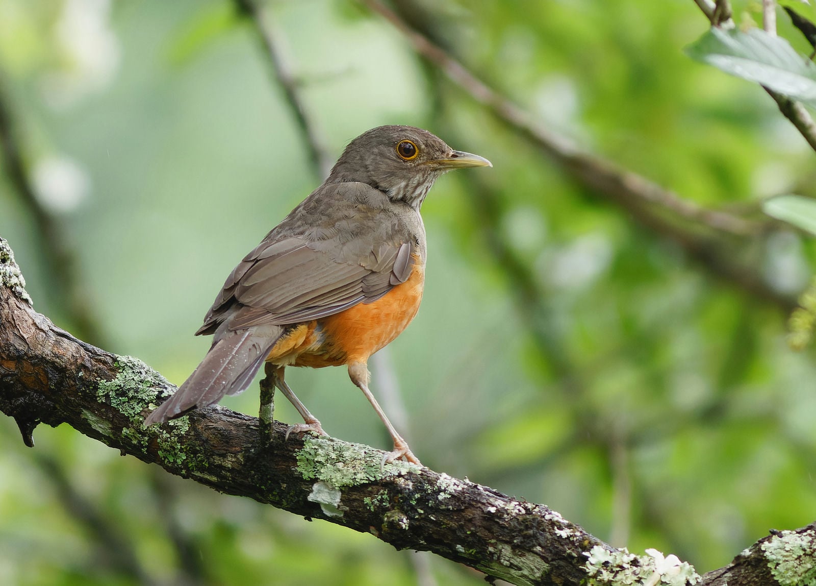 sabialaranjeirareduzida